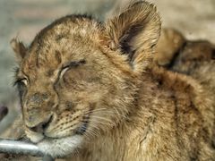 -北京野生动物园