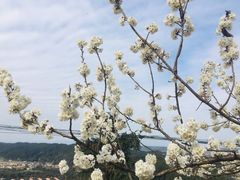 -樱桃山旅游景区