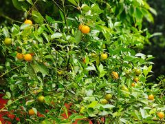 -白帝城·瞿塘峡景区