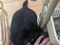 -是阿柴呀！柴犬咖啡·爱喵喵猫咖