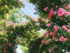 -广富林郊野公园