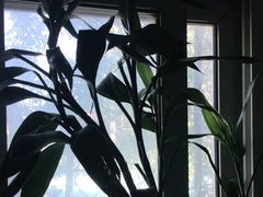 -大益烤鸡