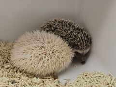 -浣熊柯尔鸭土拨鼠·电玩咖