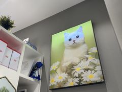 -关爱宠物医院·猫科中心·消化科(滨湖万达分院)