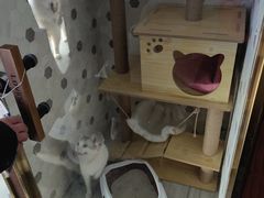 -宠爱国际动物医院·疑难骨科·心肾内科·皮肤科(太阳宫店)