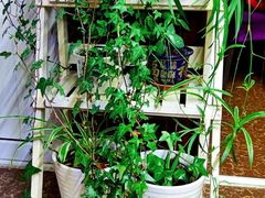 -北京龙庆四季香农家饭庄·灶台鱼·碳烤虹鳟鱼(龙庆峡店)