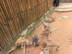 -深圳野生动物园