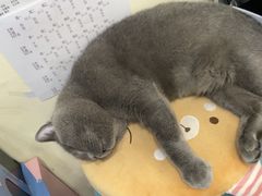 -全心全意连锁动物医院·微创中心·内科急重症·心脏专科(丰管路店)
