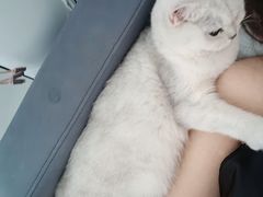 -猫大福·Fortune Cat猫舍(百子湾店)