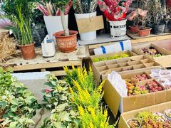 -中环花鸟鱼虫市场