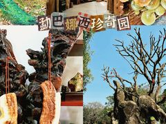 -云南勐巴娜西珍奇园