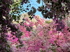 -深圳国际园林花卉博览园