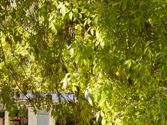 -石家庄市植物园