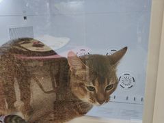 -FAELING PETS美天灵宠物(合生汇店)