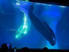 -海合安武汉极地海洋公园