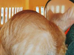 -乐琪宠物医院·犬猫专科·骨外科·急重症
