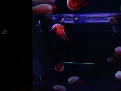 -欢乐海岸海洋奇梦馆