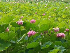 -沐仙湖湿地公园