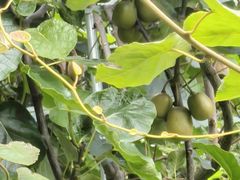 -天目山大树王景区