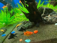 -松临·铁板烧&Omakase(神农店)