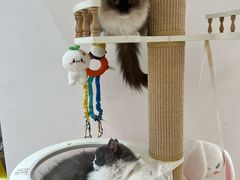 -1013 PET SHOP精品宠物商店(丁香店)