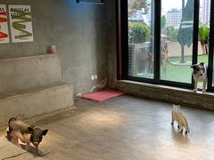 -浣熊柯尔鸭土拨鼠·电玩咖