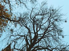 -卢森堡圣母教堂