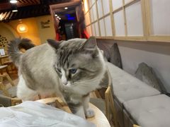 -白兔子密室(长寿路店)