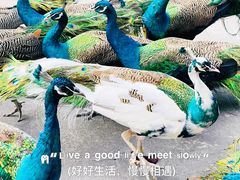 -西双版纳原始森林公园