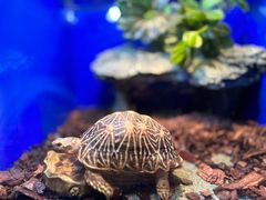 -上海海洋水族馆