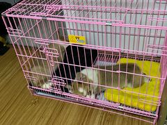 -唐小姐の猫狗洗护·购宠旗舰店(周浦万达店)