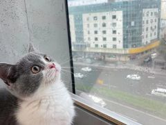 -lincat·猫舍(广州店)