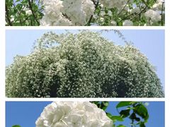 -上海辰山植物园