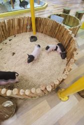 -七巧国萌宠乐园(龙湖天街店)