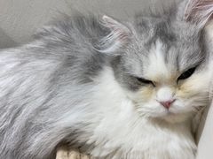 -怪兽屋·羊驼·猫咖·狗咖(俊华广场店)