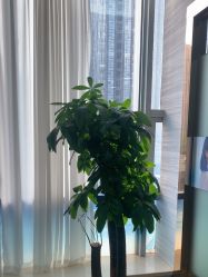 -武汉五洲整形外科医院