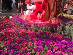 -越秀西湖花市(广州城市广场花卉店)
