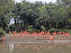 -广州长隆飞鸟乐园