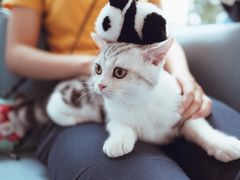 -爱妮康宠物医院·干细胞免疫细胞·肿瘤·心脏(张江店)