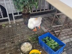 -乡村大盘鸡(商城路总店)