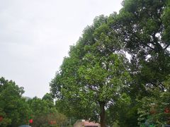 -南山植物园