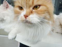 -喵的天空名猫咖啡馆·撸猫·猫舍·用品