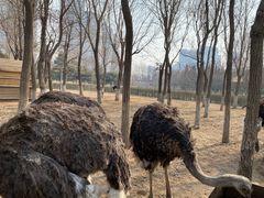 -长白岛森林公园