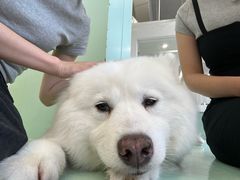 -怪兽屋·羊驼·猫咖·狗咖(俊华广场店)