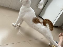 -爱侣·安琦尔宠物医院·中兽医针灸·心内科·狂犬免疫点(宝山区院)