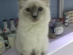 -喵的天空名猫咖啡馆·撸猫·猫舍·用品