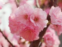-天适樱花悠乐园