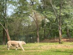 -秦皇岛野生动物园
