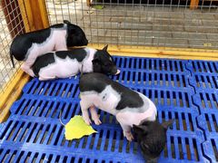 -北京鹿世界主题园