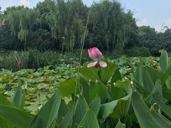 -荷塘月色湿地公园·向阳花洲